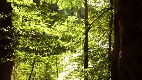 Trees leaves and sun Nature background Stock Footage 80674997