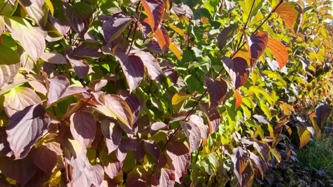 Trees with leaves in autumn Stock Footage 334216130