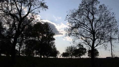 Trees with leaves on a background of blue sky with clouds Video stock 125090701