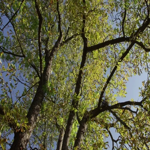 Trees Leaves Branches Overhead - 4k - Slow motion Stock Footage 69345232