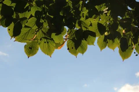 Tree's leaves. Close up Stock Photos