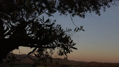 A TREE'S LEAVES WITH A DARL SKY Stock Footage 150441130