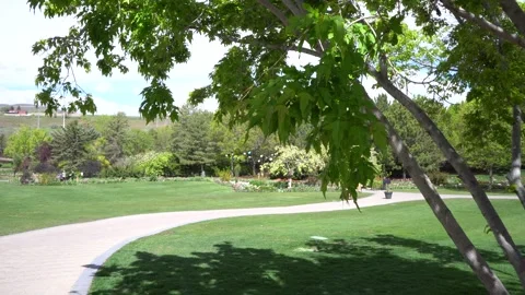 Trees Leaves Stock Footage 274757148