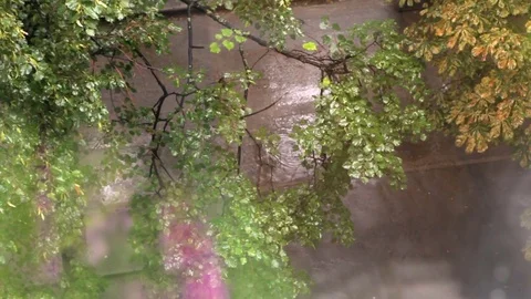 Trees with leaves in the rain. the view from the window. Stock Footage 75073792