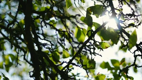 Trees Leaves with Sunlight Shinning Behind Them Stock Footage 133985259