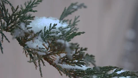 A tree's leaves support a ball of snow as winter starts in Denver, Colorado. Is Stock Footage