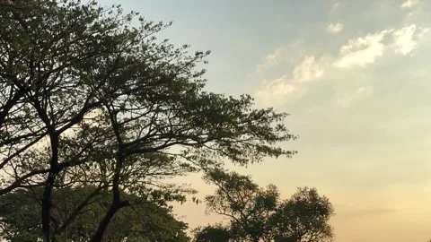 Trees Leaves Swayed by Winds on Sunset Sky 스톡 동영상 342686435