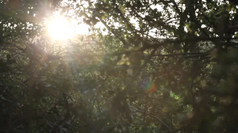 Trees Lens Flare Stock Footage 34297011