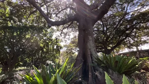 Trees into lens flare Stock Footage 151613673