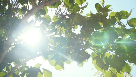 Trees With Lens Flare, v.1 Видео 129624844