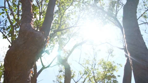 Trees With Lens Flare, v.2 Видео 129625614