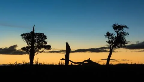 Trees of life Stock Photos