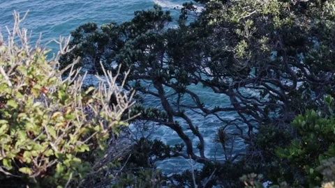 Trees in a light wind with an ocean background 스톡 동영상 102868426