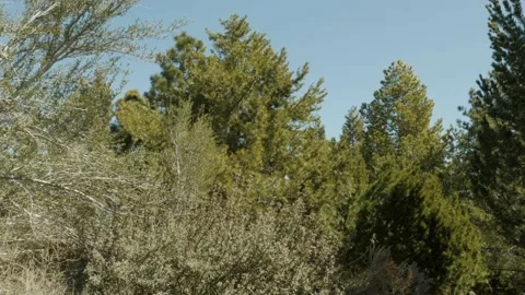 Trees lightly blowing in the wind part 2 Stock-Footage 237556072