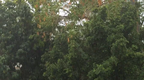Trees In A Lightning Storm Stock Footage 33935691