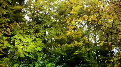 Trees Lightshow Video stock 8979416