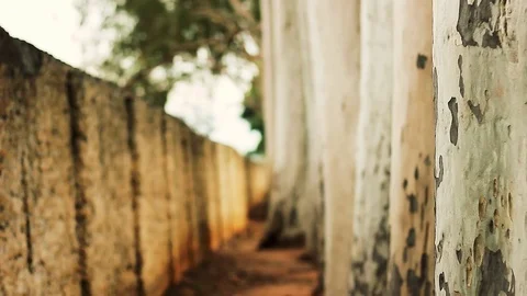 Trees in Line (changing focus) Stock Footage 70756989