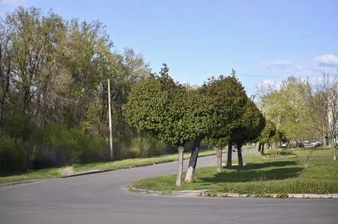 Trees line empty roadway in urban park area with green grass and blue sky. Stock Photos