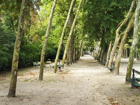 Trees line the path in the Jardin du Luxembourg park in Paris during a clear day 스톡 사진