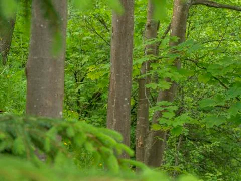 Trees line Stock Photos