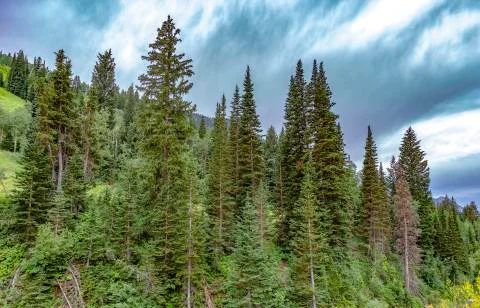 Trees in a line with puffy clouds in sky Foto stock