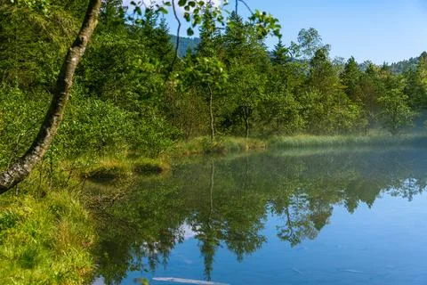 Trees Line The Shore Stock Photos