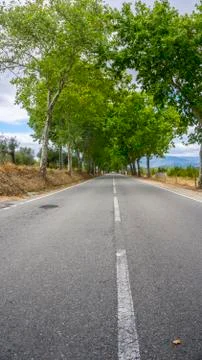 Trees lined along empty black asphalt road Stock Photos