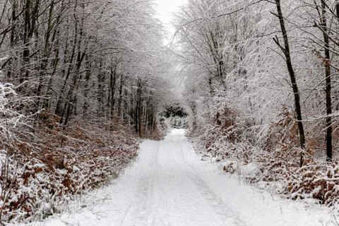 Trees lined up next to road in winter 写真素材