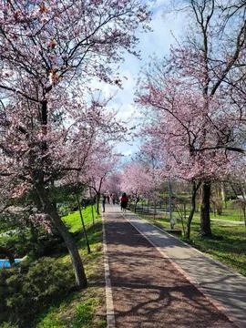 Trees lining a path with pink flowers in the middle of a park Stock Photos