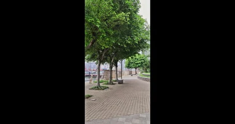 Trees lining paved promenade by waterfront, urban park background 库存影片 343663268