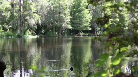 Trees Lining Pond Stock Footage 26602230