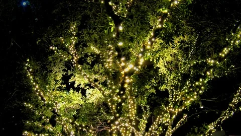 Trees lit along a path, light the way for the holidays Stock Footage 100054069