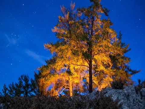 Trees lit by Bonfire on Clear Night Stock Footage 80156029