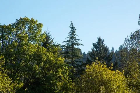 Trees lit by the sunshine Stock Photos