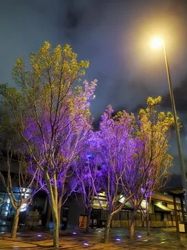 Trees lit in vibrant orange and violet colors along a pedestrian alleyway Stock Photos