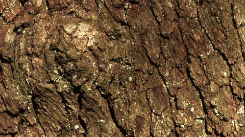 Trees, Live Oak Bark static, slo tilt up then hold ECU, afternoon golden light Stock Footage 35320430