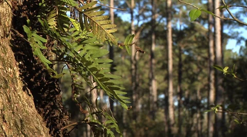 Trees, Live Oak frame left, with ferns waving in gentle breeze Stock Footage 35319439