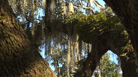 Trees, Live Oak limbs form crossing pattern, ferns, afternoon golden sun light Stock Footage 36189807