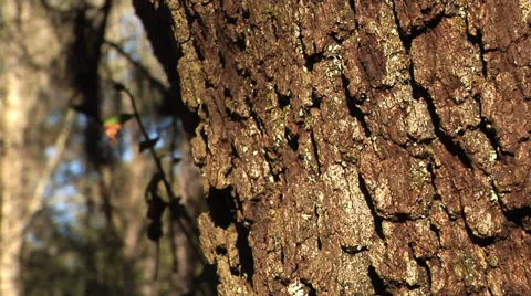 Trees,  Live Oak trunk, spanish moss, breeze, blue sky, pan ECU bark hold. Stock Footage 35320541