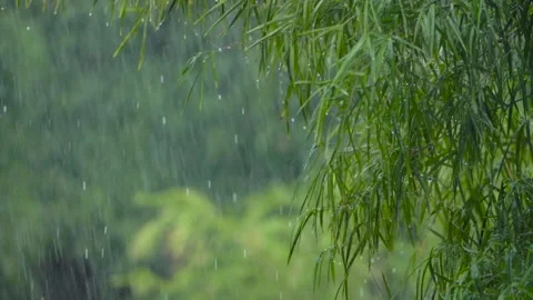 Trees that live in tropical forests during the rainy season Video stock 223137848