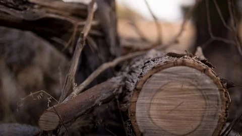 Trees log trunks in the forest Stock Footage 94881952