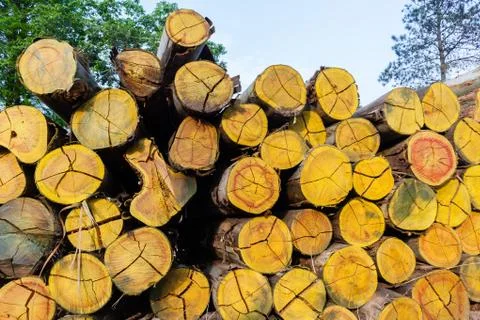 Trees Logs Stack Stock Photos