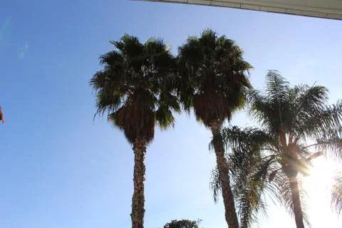 Trees in Long Beach Stock Photos