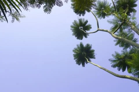 Trees with long trunks towering under the blue sky Stock Photos