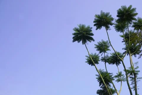 Trees with long trunks towering under the blue sky Stock-Fotos