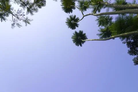 Trees with long trunks towering under the blue sky Stock Photos