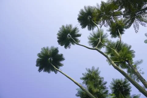 Trees with long trunks towering under the blue sky Stock Photos
