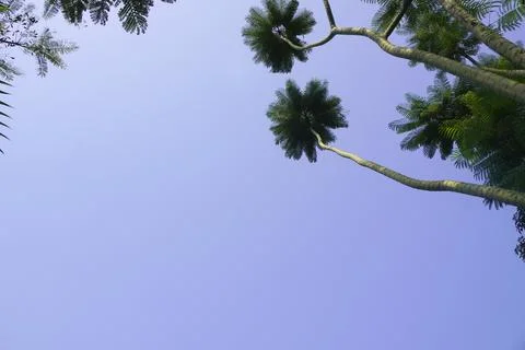 Trees with long trunks towering under the blue sky Stock-Fotos