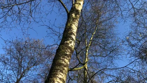 Trees Look Up 4K Nature Blue Sky Stock Footage 107980996