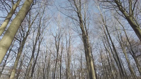 Trees look up Stock Footage 169108206